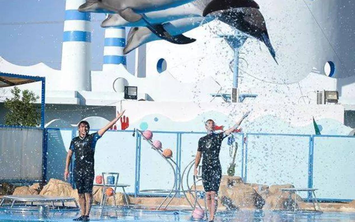Dolphin & Sea Lion Show – Hurghada