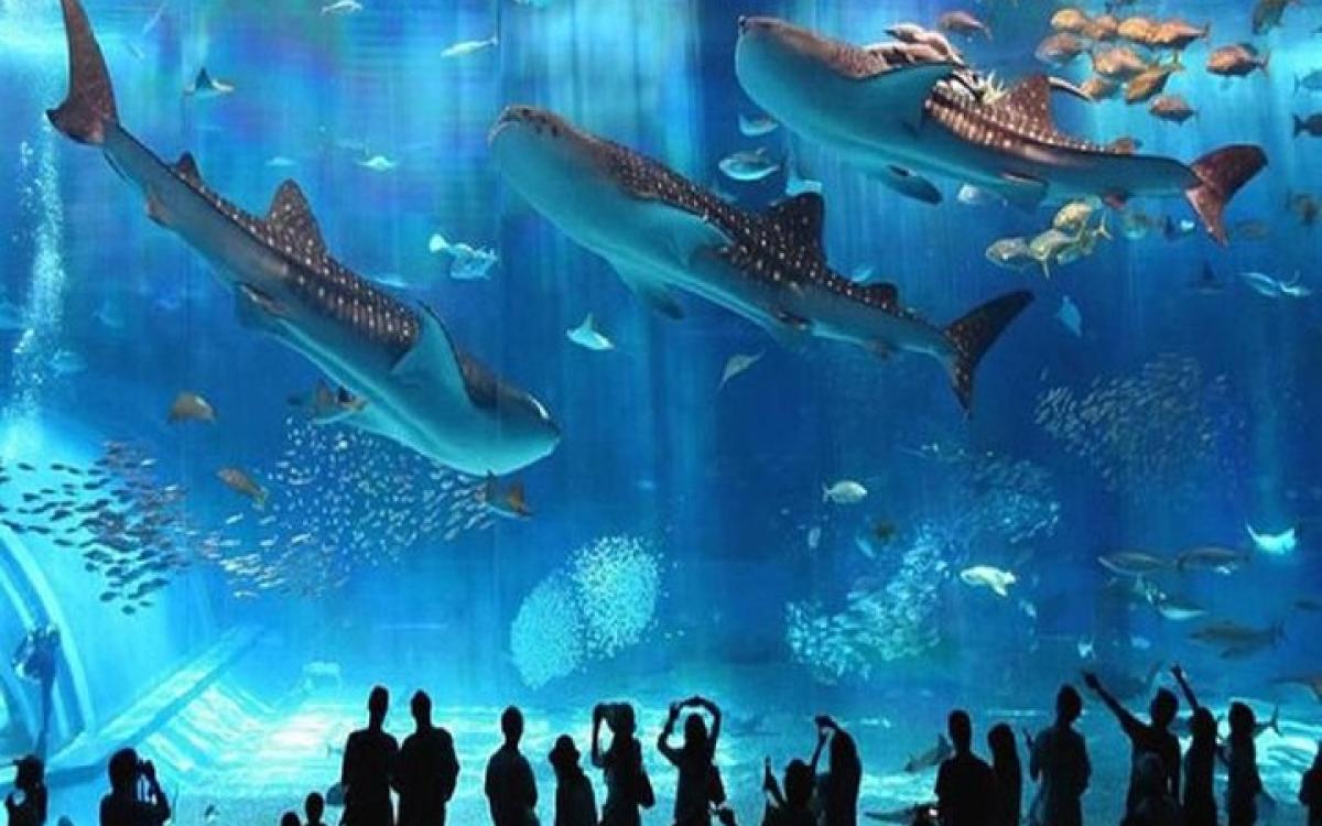 Hurghada Grand Aquarium Tour