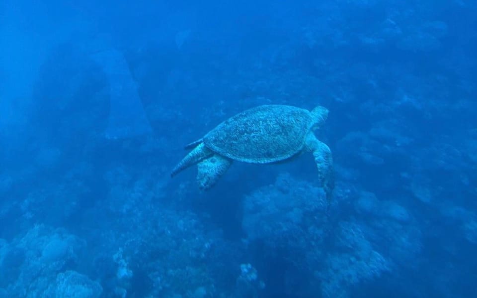 1Semi Submarine Sharm El Sheikh – Coral Reef Experience