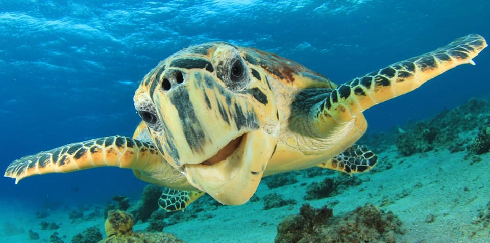Glass Boat Tour in Sharm El Sheikh